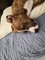 Daniella , a female American Bulldog and Boxer for sale in Sunny Isles Beach, FL – Photo 2 of 3