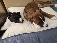 Daniella , a female American Bulldog and Boxer for sale in Sunny Isles Beach, FL – Photo 1 of 3