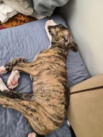 Tigress , a female American Bulldog and Boxer for sale in Sunny Isles Beach, FL – Photo 1 of 2