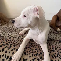 Pure white stunning male , a male American Bulldog and Boxer for sale in Sunny Isles Beach, FL – Photo 3 of 5