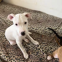 Pure white stunning male , a male American Bulldog and Boxer for sale in Sunny Isles Beach, FL – Photo 2 of 5