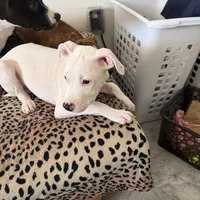 Pure white stunning male , a male American Bulldog and Boxer for sale in Sunny Isles Beach, FL – Photo 4 of 5