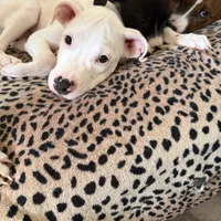 Pure white stunning male , a male American Bulldog and Boxer for sale in Sunny Isles Beach, FL – Photo 5 of 5