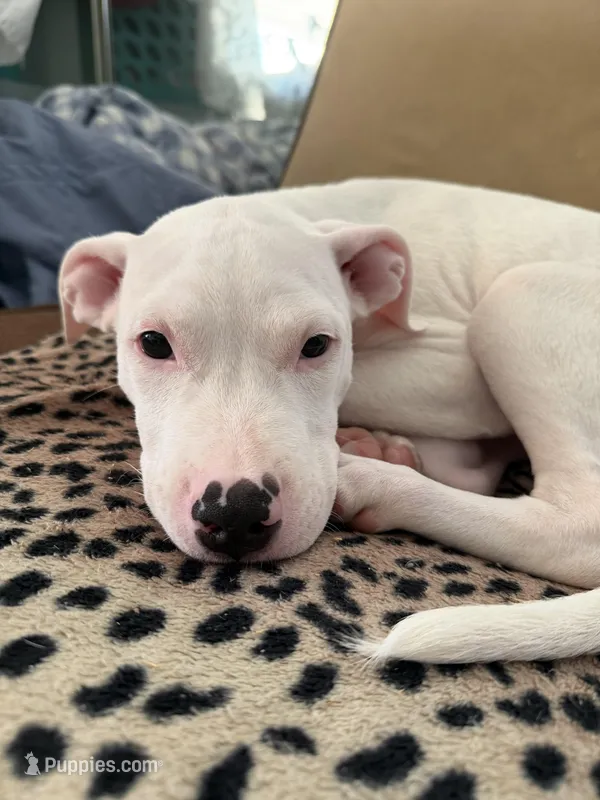 Pure white stunning male 