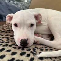 Pure white stunning male , a male American Bulldog and Boxer for sale in Sunny Isles Beach, FL – Photo 1 of 5