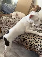 Baby Girl Adore , a female American Bulldog and Boxer for sale in Sunny Isles Beach, FL – Photo 2 of 5