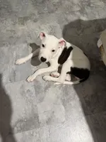 Baby Girl Adore , a female American Bulldog and Boxer for sale in Sunny Isles Beach, FL – Photo 5 of 5