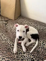 Baby Girl Adore , a female American Bulldog and Boxer for sale in Sunny Isles Beach, FL – Photo 3 of 5