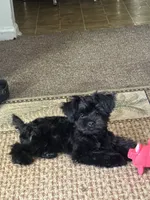 Pepper , a female Yorkipoo for sale in Fayetteville, NC – 2 of 3