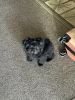 Pepper , a female Yorkipoo for sale in Fayetteville, NC – 3 of 3