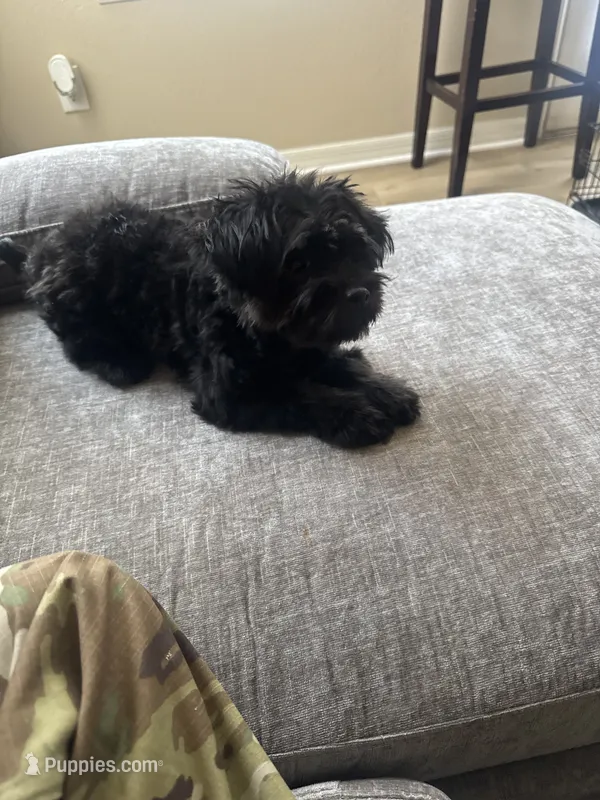 Pepper  – Yorkipoo puppy for sale in Fayetteville, NC