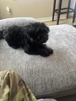 Pepper , a female Yorkipoo for sale in Fayetteville, NC – 1 of 3
