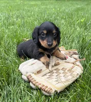 Rune, a male Dachshund for sale in Middlebury, IN – 3 of 4