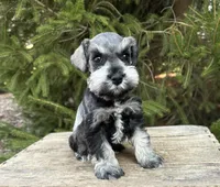 Lacey, a female Miniature Schnauzer for sale in Middlebury, IN – Photo 1 of 4