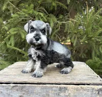 Lacey, a female Miniature Schnauzer for sale in Middlebury, IN – Photo 3 of 4