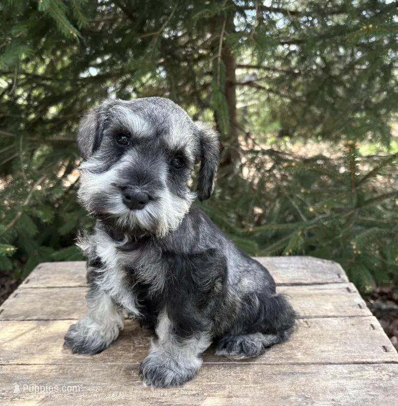 Lacey – Miniature Schnauzer puppy for sale in Middlebury, IN