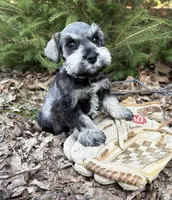Lacey, a female Miniature Schnauzer for sale in Middlebury, IN – Photo 2 of 4