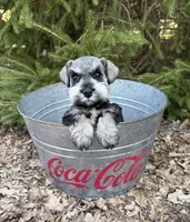 Lacey, a female Miniature Schnauzer for sale in Middlebury, IN – Photo 4 of 4