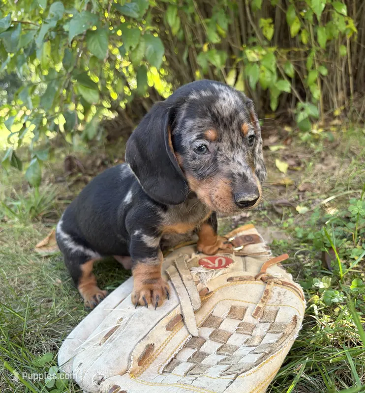 Theo – Dachshund puppy for sale in Middlebury, IN