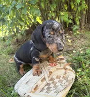 Theo, a male Dachshund for sale in Middlebury, IN – 1 of 5