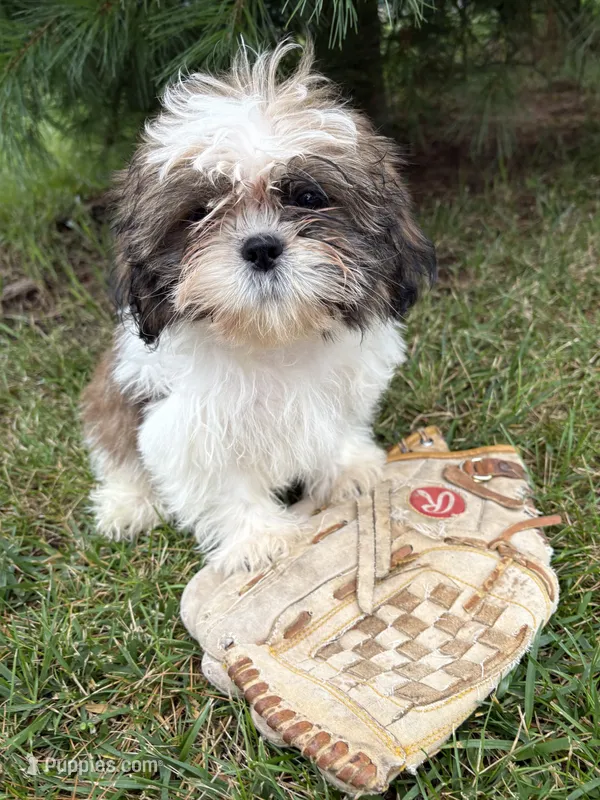 Thomas  – Shih Tzu puppy for sale in Middlebury, IN