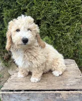 Jack, a male Bichpoo for sale in Middlebury, IN – 3 of 4