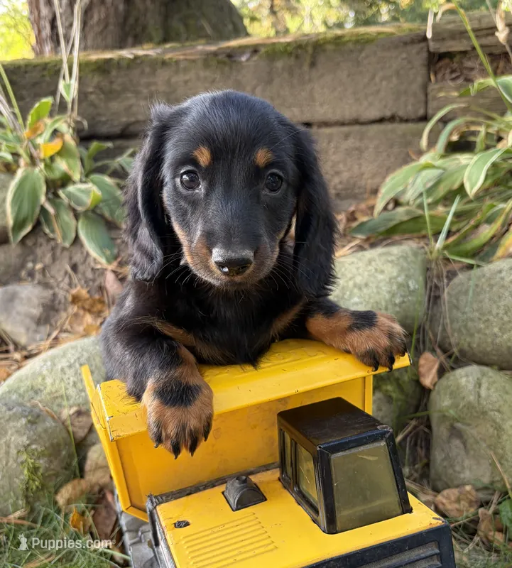 Teddy – Dachshund puppy for sale in Middlebury, IN