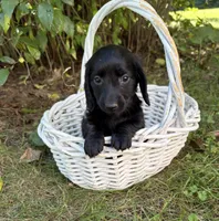 Tessa, a female Dachshund for sale in Middlebury, IN – 5 of 6