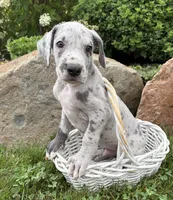 Eisenhower, a male Great Dane for sale in Middlebury, IN – 5 of 5
