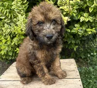 Monroe, a male Whoodle for sale in Middlebury, IN – 4 of 4