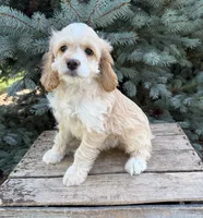 Bella, a female Cockapoo for sale in Middlebury, IN – 4 of 4