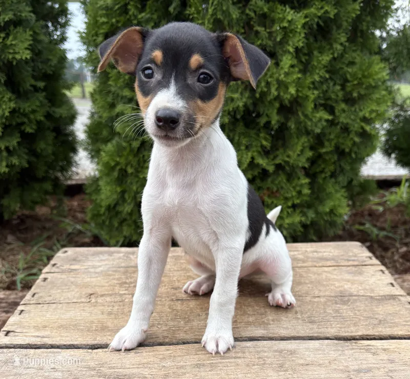 Sam – Jack Russell Terrier, Rat Terrier puppy for sale in Middlebury, IN