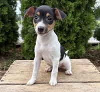 Sam, a male Jack Russell Terrier and Rat Terrier for sale in Middlebury, IN – 1 of 4