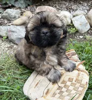 Cooper, a male Shih Tzu for sale in Middlebury, IN – 5 of 5