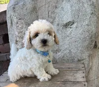 Arlo, a male Havapoo for sale in Middlebury, IN – 2 of 5