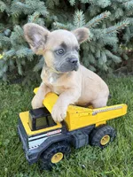 Doc fluffy, a male French Bulldog for sale in Middlebury, IN – 5 of 5