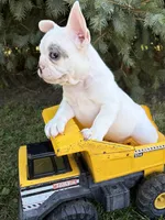 Louie, a male French Bulldog for sale in Middlebury, IN – 2 of 5
