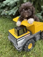 Harvey, a male Shih Tzu for sale in Middlebury, IN – 3 of 4