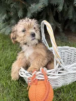 Ace, a male Morkie for sale in Middlebury, IN – 2 of 5