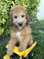 Hardy, a male Whoodle for sale in Middlebury, IN – 2 of 5