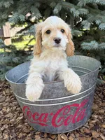 Bella, a female Cockapoo for sale in Middlebury, IN – 3 of 4