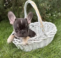 Kiki, a female French Bulldog for sale in Middlebury, IN – 3 of 4