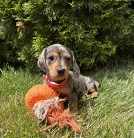 Sophie, a female Dachshund for sale in Middlebury, IN – 3 of 5