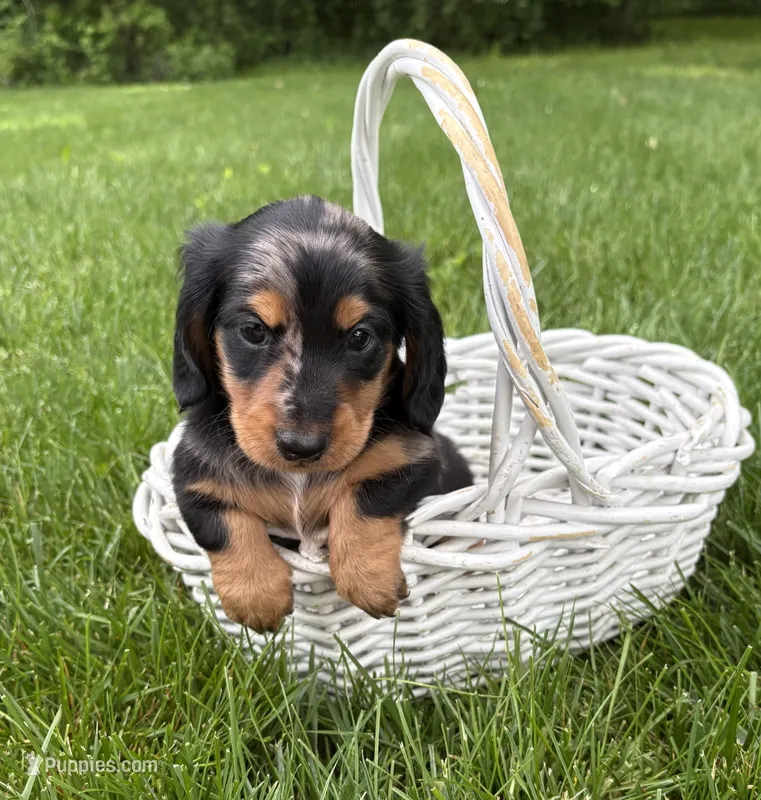 Remington – Dachshund puppy for sale in Middlebury, IN