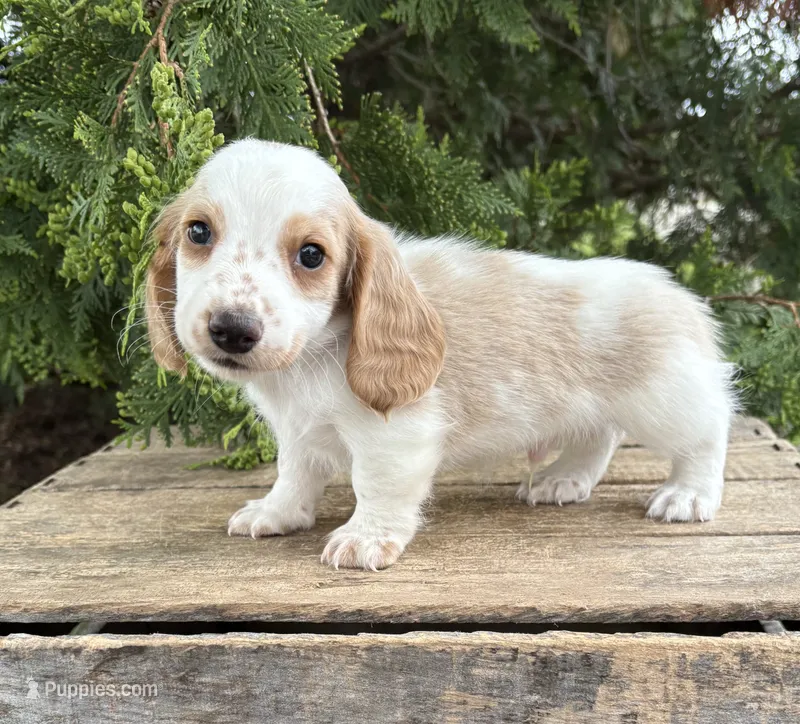 Murphy – Dachshund puppy for sale in Middlebury, IN