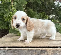 Murphy, a male Dachshund for sale in Middlebury, IN – 1 of 5