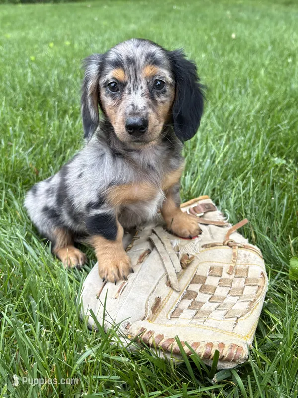Enzo – Dachshund puppy for sale in Middlebury, IN