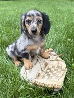 Enzo, a male Dachshund for sale in Middlebury, IN – 1 of 5