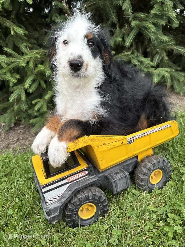 Dexter  – Bernedoodle puppy for sale in Middlebury, IN