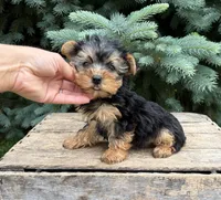 Jax , a male Yorkshire Terrier for sale in Middlebury, IN – 3 of 4